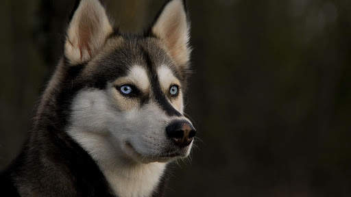 Siberian Husky Wallpapers : backgrounds hd screenshot 11