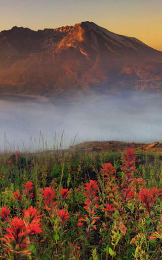 HD Mountain Flower Wallpaper скриншот 6