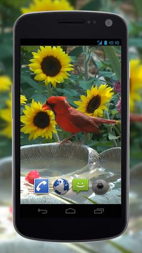 4K Birds Bath Live Wallpapers screenshot 3