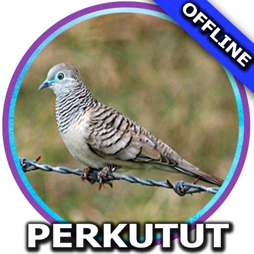 Suara Burung Perkutut Mp3 1.1