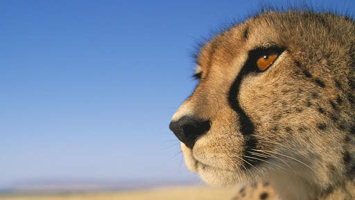 Cheetah Wallpapers : backgrounds hd screenshot 9