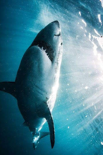 Shark Wallpaper screenshot 6