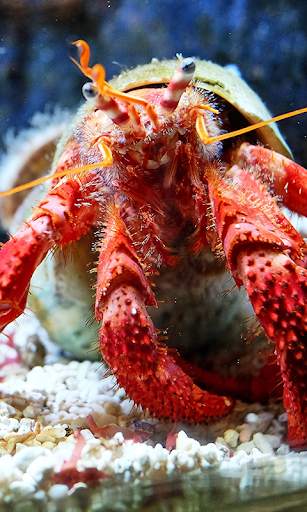 Aquarium Live Wallpaper (Wallpapers & Backgrounds) screenshot 2