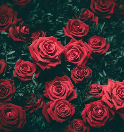 Flowers Garden Wallpaper screenshot 2