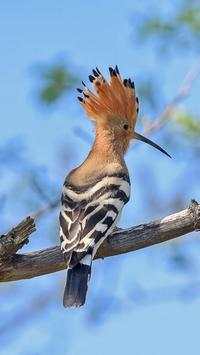 The Hoopoe Bird Wallpapers HD screenshot 3