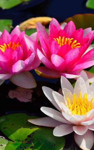 Flowers Wallpapers HD 2021 screenshot 12