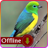 South American Birds आइकन