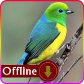 South American Birds 1.0