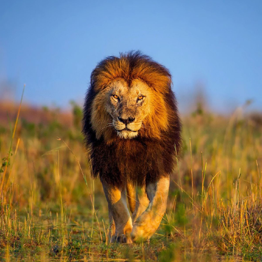 5D Lion live wallpaper icon