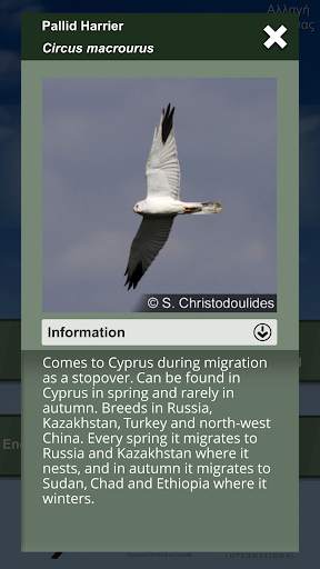 Feathered Journeys скриншот 3