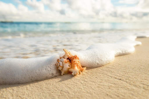 Seashells Live Wallpaper (Backgrounds) screenshot 9