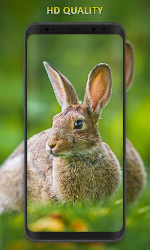 Rabbit Wallpaper screenshot 6