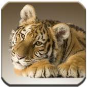 Tigers - HD Wallpapers 1.0.0