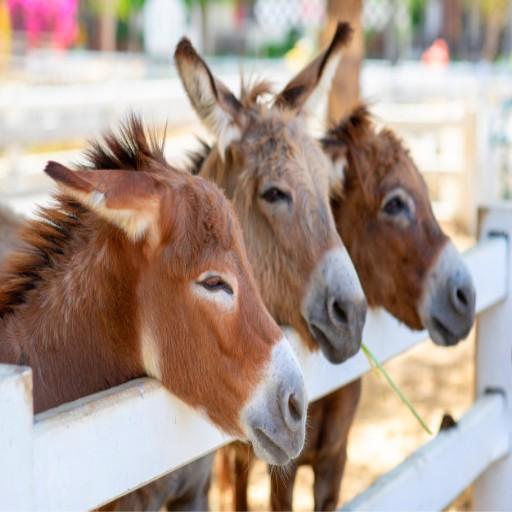 Donkey sounds icon