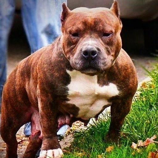 Pitbull Wallpapers HD🐶🐶 icon