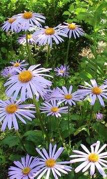Blue daisies after the rain screenshot 2