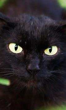 Black Cat Live Wallpaper screenshot 3