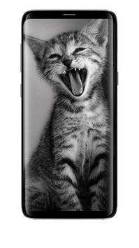 Cute Cats All Beauty Wallpaper screenshot 7