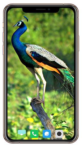 Peacock HD Wallpaper screenshot 7
