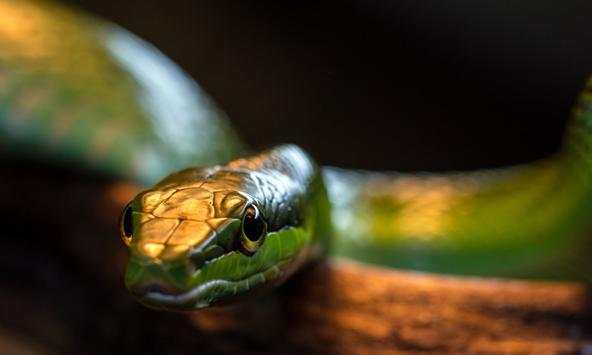 Snakes Wallpapers screenshot 3