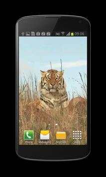 Tiger Free Video Wallpaper screenshot 3