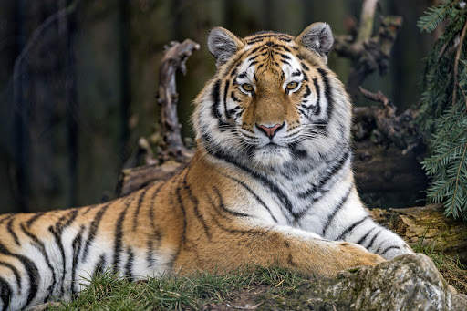 Tiger Wallpapers | hd backgrounds screenshot 18