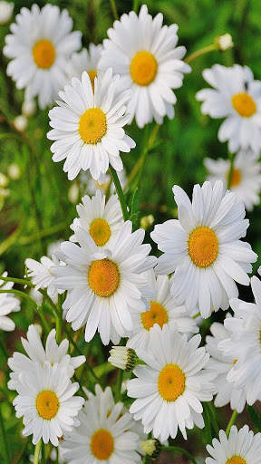 Flowers Live Wallpaper screenshot 2