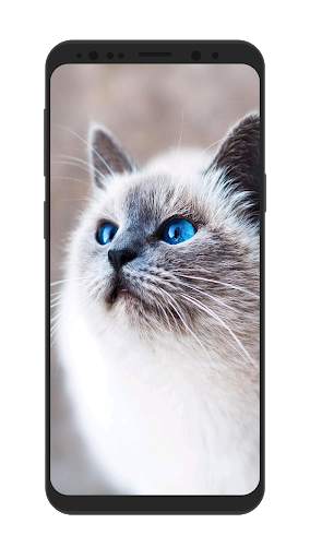 Wild Animal Wallpapers HD screenshot 2
