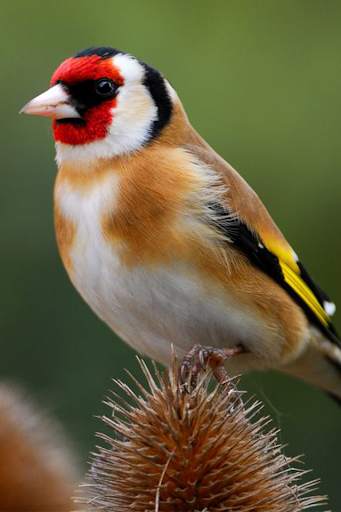 Goldfinch vscanary -top birds screenshot 1