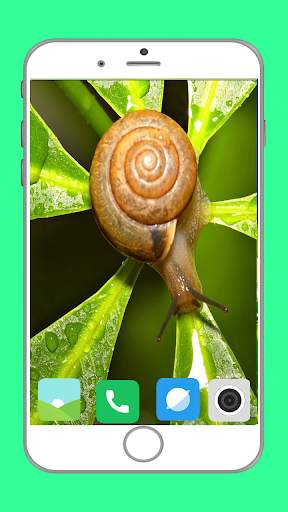 Snail Wallpaper Full HD screenshot 14