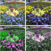 Photo Color Edit icon