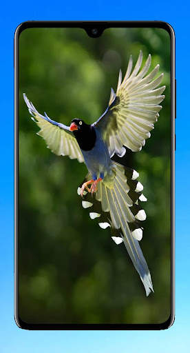 Bird Wallpaper HD screenshot 12