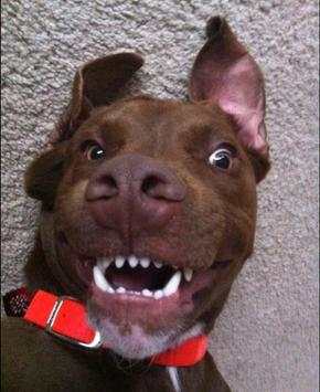 Funny Cats and Dogs - Puzzle. screenshot 6