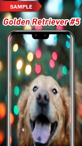 Golden Retriever Wallpaper screenshot 6