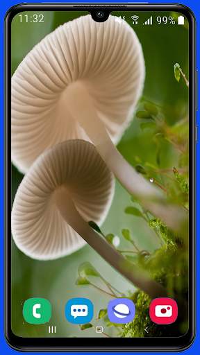 Mushroom Wallpaper Best HD screenshot 7