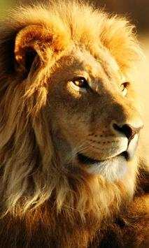 Lion wallpaper screenshot 2