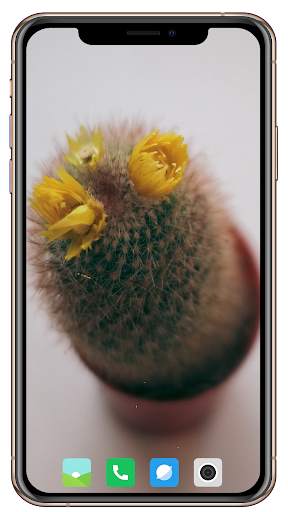Cactus Flowers Wallpaper screenshot 11