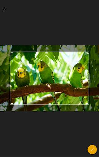Cool Bird Wallpaper screenshot 3