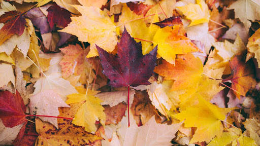 Autumn Live Wallpaper (wallpapers & backgrounds) screenshot 11