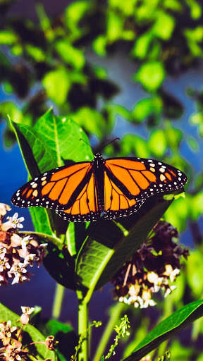 Butterfly Video Live Wallpaper screenshot 6