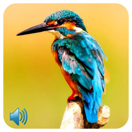 Bird Sounds 1.0