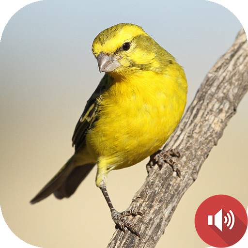 Canary Bird Sounds 1.0