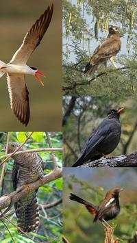 Indian Bird Calls screenshot 1
