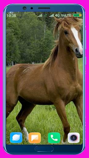 Horse Wallpaper screenshot 12