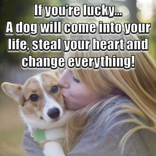 Animal Lover Quotes - Dog Lover Status - Cat Love screenshot 4