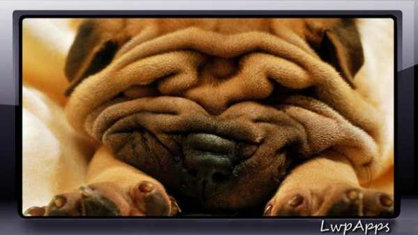 Shar Pei Wallpaper screenshot 3