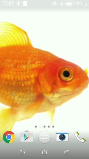 Goldfish Live Wallpaper screenshot 2
