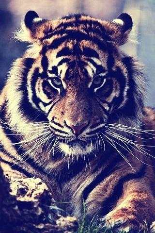 Tiger Wallpapers screenshot 4