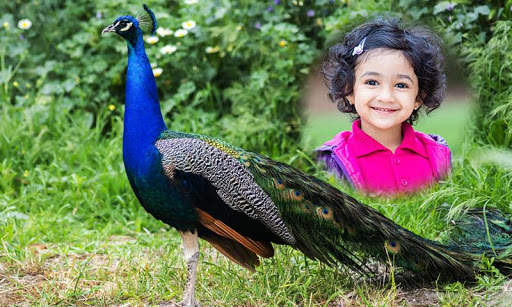 Peacock Photo Frames 2 تصوير الشاشة