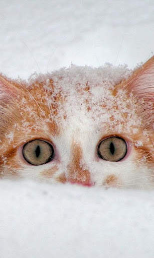 Snow Cats Live Wallpaper screenshot 4